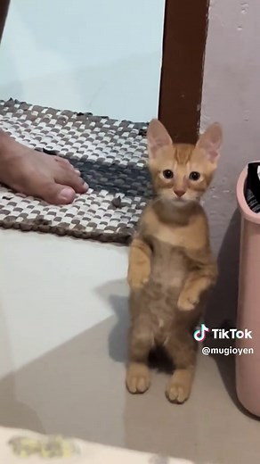 Funny Cat Videos Compilation: Cute & Hilarious Cat Moments