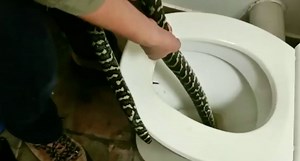Woman Bitten by a 5-Foot Python Hiding in Her Toilet