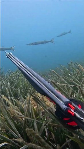 Barracudas at the limit of Thermoclean in spearfishing