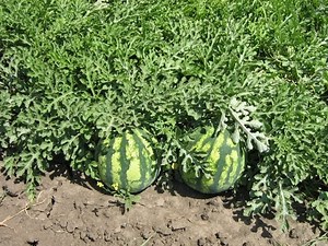 Dinnye termesztése kiskertben