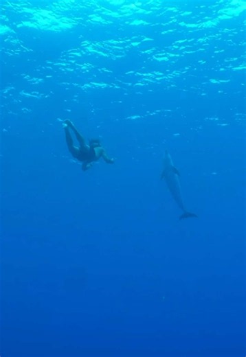 Freediving Dolphin Encounter: Watch What Happened Next