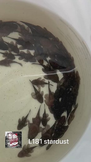 L181 Peppermint Bristlenose pleco (Ancistrus sp.)