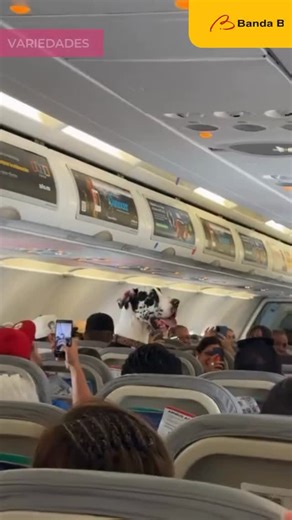 Direito e Inclusão on Instagram: "“EXPLOSÃO DE FOFURA! 🐶 Já pensou entrar no avião para uma viagem e encontrar um passageiro super fofo? É exatamente isso que mostra um vídeo que viralizou nas redes sociais. Horus, um dogue alemão, embarcou em um voo ao lado do tutor. O que chamou a atenção dos passageiros e dos internautas é que o pet sentou em uma poltrona e passou a maior parte da viagem observando o ambiente, bem tranquilo. Horus conseguiu viajar na cabine porque atua como cão de apoio emo