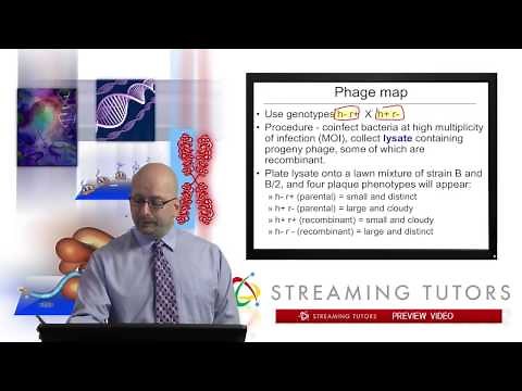 Mutations and the Nature of the Gene Fine Structure Mapping of Viral Genes tutorial