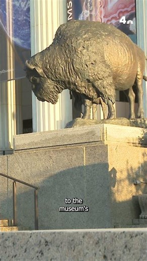 Bison appear on National Mall | NBC4 Washington
