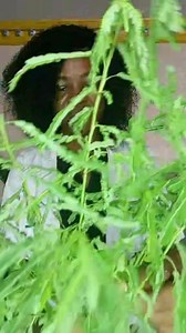 Si tu as déjà 40 ans, 45 ans, 50 ans, 60 ans...tu dois prendre cette boisson 👌. Cette plante est disponible un peu partout mais très négligée. Dis nous en commentaire comment on l'appelle chez toi? N'oublie pas de rejoindre le groupe privé VITALITÉ pour reprendre le contrôle total de ton bien être. Tu peux aussi nous rejoindre ici Vitalité Femmes Matures Coach Liliane Grebaba femme mature et fière de l'être 💥💥💥💥💥 | Level Up & Brille