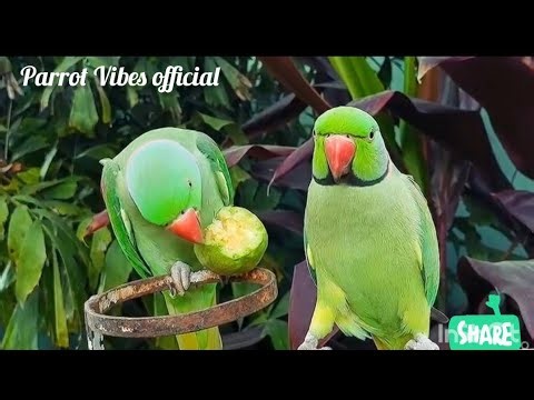 💥 Warning ⚠️ Is Parrot se Pyaar ho jayega #Parrot #Pets #ParrotVideo #BestVibes