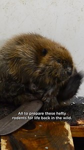 Alberta Wildlife Insider is back with a new episode all about how beavers break the rules of wildlife rehab! 🦫💙 Watch here: https://youtu.be/gSJCyEA5HOQ | Alberta Institute for Wildlife Conservation