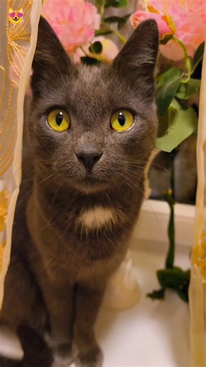 Even Cats Know When to STOP and Smell the Roses 🌹🐾