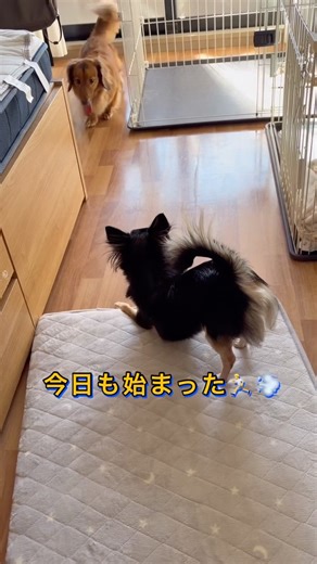 走る！転がる！寝る！チワワとダックス、そしてウィペット😴 #チワワ #ダックス #ウィペット #dog #shorts