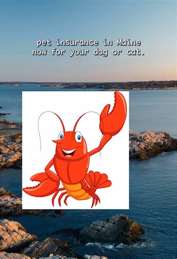 we are the maine pet insurance