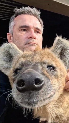 Hanging with HYENAS #wildlife #nature