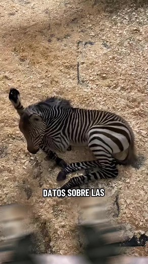 Datos sobre las cebras: curiosidades y hechos clave