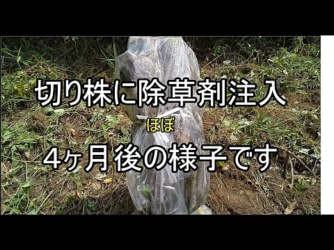 【柿畑開拓日記】切り株に除草剤注入 ほぼ ４ヶ月後の様子です