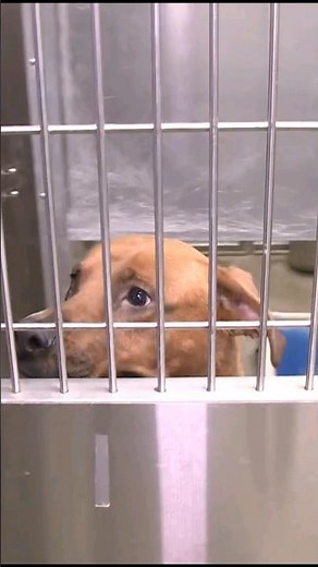 SCRAPS shelter responds to accusations of unethical euthanization of dogs