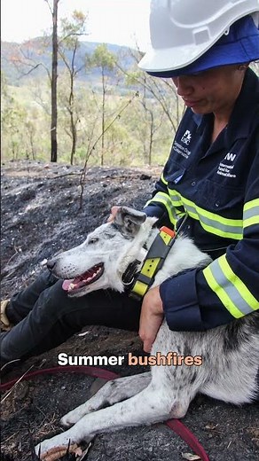 The hunt for Australia’s next koala detection dog 🐨🐶