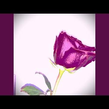 la rosa que me diste