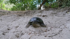 Turtle walks on the sand of a beach - Free Stock Video