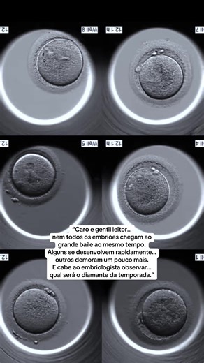 Understanding Embryo Development in IVF