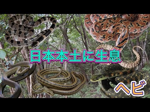 毒あり、なしだけでも覚えて欲しい日本本土に生息するヘビ8種