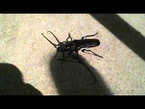 Palo Verde Beetle (Derobrachus geminatus) at Night