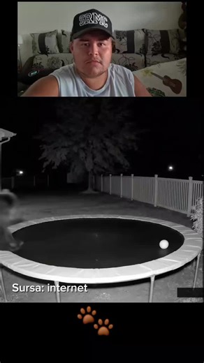 😂😂😂 #bear #viral_video #foryoupage❤️❤️ #reaction #fyp #jet2holidays #nothingbeatsajet2holiday #animalsreact