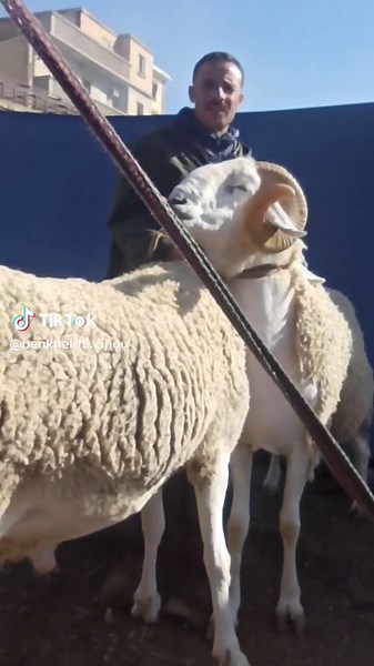 Guiding Sheep in a Rural Farm Setting