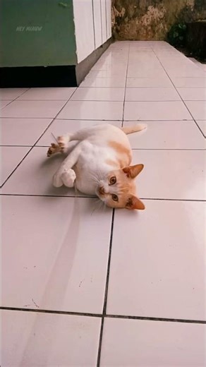 Training a cat's agility 😺