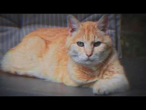 Rapid Recovery for your Cat – Healing, Comfort & Strength Subliminal