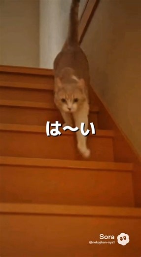 呼ばれたら返事はする猫。最後はこうなる🐱#ai#cat #cats #catshorts #shorts #cute #healing#猫 #猫動画 #猫ショート #癒し
