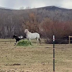 Two year ago today Apollo our 2021 john mule colt was showing off his jumping skills! Our first foal is due at the end of this month and we can't wait! | West Elk Equine
