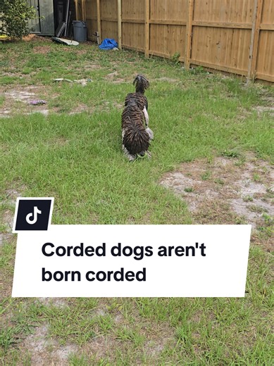 Corded Poodle: Why Corded Dogs Aren't Born Corded