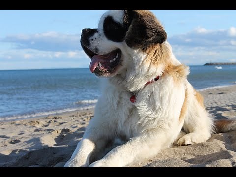 *Saint Bernard STUNNING Slideshow *100's Of Images Of The Gentle Mountain Dog.. ENJOY!
