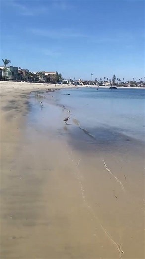 Mission Point Beach a walk from the shore in San Diego, California #beachlife #sandiego #usa