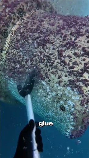 This Small Problem Costs Ships Tons of Fuel