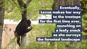 8.3K views · 643 reactions | We’ll never get tired of seeing chimps take to the trees for the first time!  | Chimp Haven | Facebook