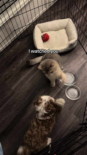 Cavapoo Transformation: One Year Journey