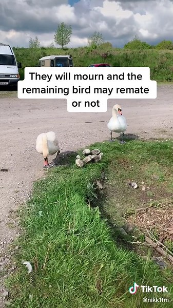 Swan Mating Habits and Bonds Explained