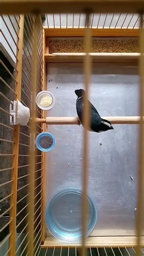 #Saiu da muda de pena, agora é só trato 😎