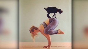 204K views · 4.5K reactions | This woman does yoga with her pet goat. Everyone loves it. | Insider | Facebook