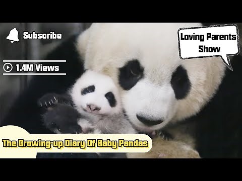 The Growing-up Diary Of Baby Pandas | iPanda