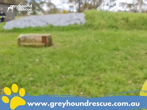 Meet Grogu! Just a baby with a fair bit of youthful energy, Grogu is looking for a family who are willing to match his energy level. If you're interested in adopting Grogu, or any of our other Kennel Kids, visit the link below to find out more! https://greyhoundrescue.com.au/adopt-or-foster | Greyhound Rescue