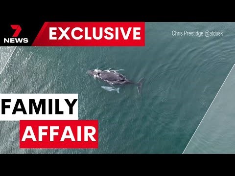 Possible white whale calf spotting off the NSW's mid north coast | 7NEWS