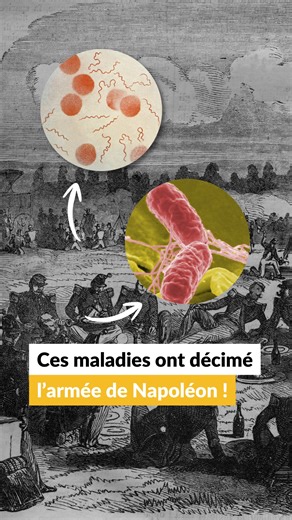 📚 En 1812, la Campagne de Russie menée par Napoléon Bonaparte tournait au désastre — mais pas seulement à cause de l’armée russe. 🧬 Grâce à une nouvelle méthode de séquençage ADN utilisée sur des dents de soldats exhumés à Vilnius, des chercheurs de l'Institut Pasteur ont identifié deux bactéries inattendues : • Salmonella enterica → fièvre paratyphoïde • Borrelia recurrentis → fièvre récurrente, transmise par les poux de corps. 🦠 Jusqu’à présent, seules des maladies comme le typhus et la fiè