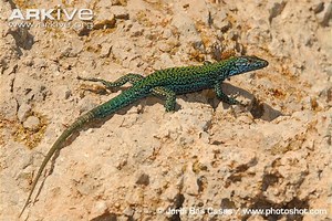 Ibiza wall lizard - Alchetron, The Free Social Encyclopedia