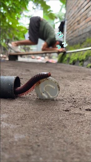 Sleeping Face Down, After hearing the human snoring, the millipede comes out of its hiding place