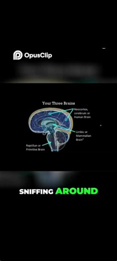 YOUR THREE BRAINS.... THE NEOCORTEX, THE LIMBIC AND THE REPTILIAN