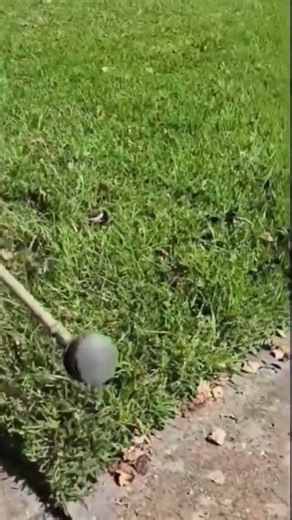 Clean Driveway Lawn Borders with Sharp and Smooth Grass Edges 🚜 | #lawncare #trimming