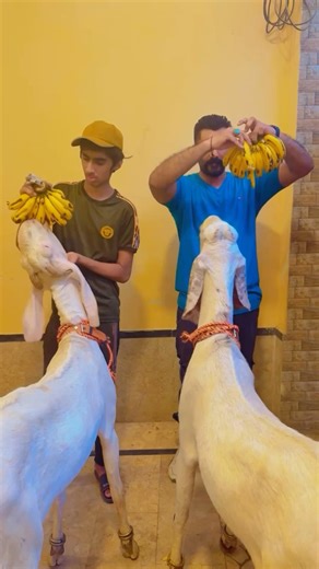 Mashallah 🍌🍌🐐🐐🤍🤍 #parrot #lovelyqaiser