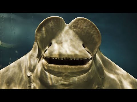 15 Weird Animal Facts You Won’t Believe Exist! 🐙 Nature’s Strangest Secrets Revealed